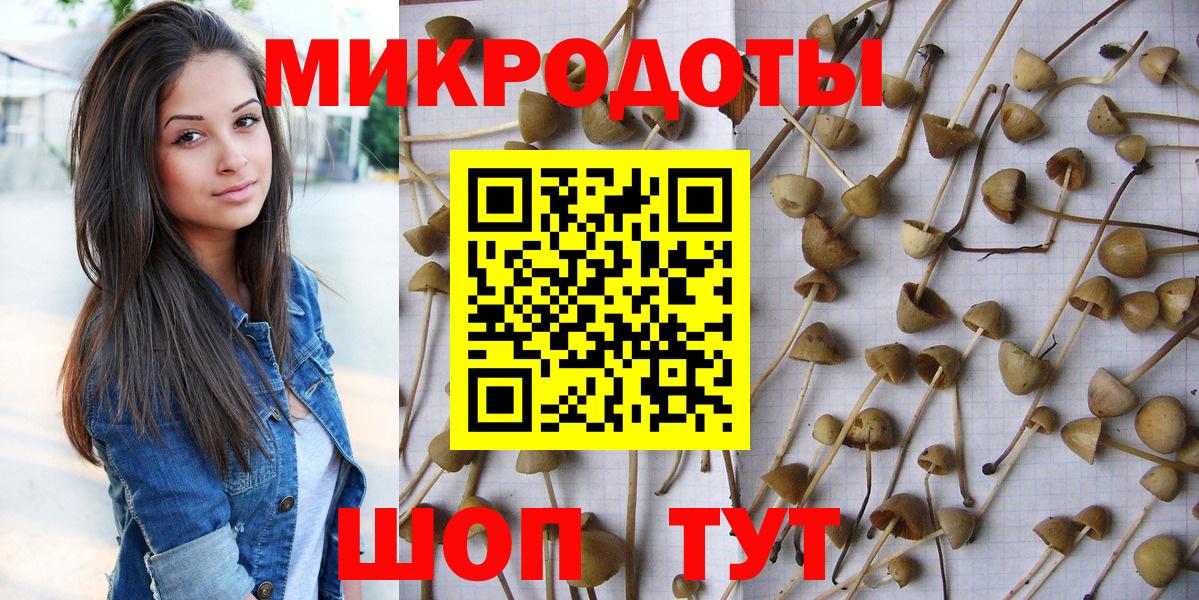 Псилоцибиновые грибы Psilocybe Балашов